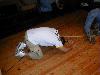 drued-wl2004-probe-103.jpg